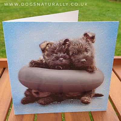 Cairn Puppies Rachael Hale Glittery Dog Card Tucker & Milly